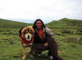 Tibetan Mastiff Dogs
